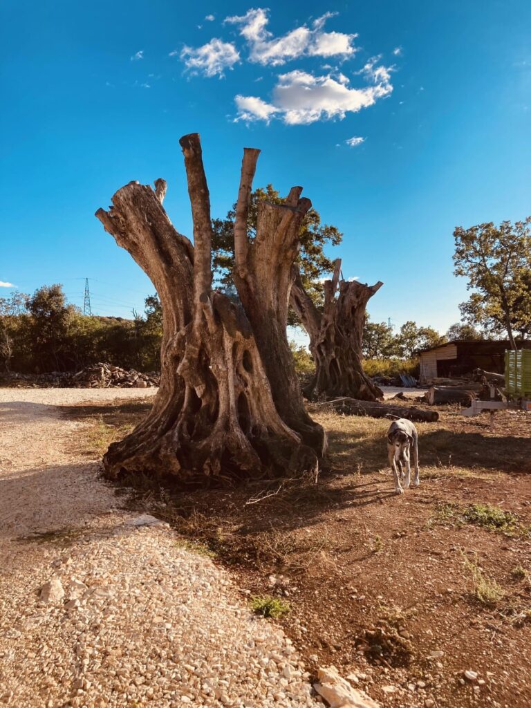 1700-godina-stara-maslina