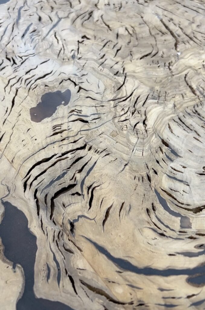 Kako-izgleda-maslina-posle-ravnanja