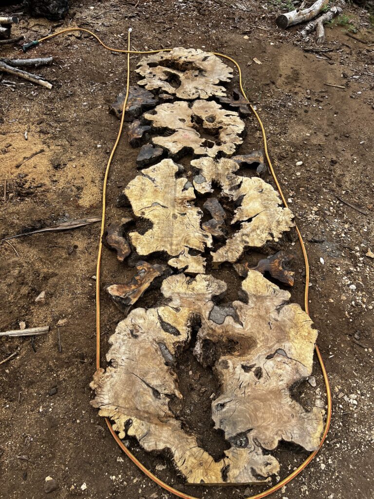 Koren-masline-secen-vidia-testerom